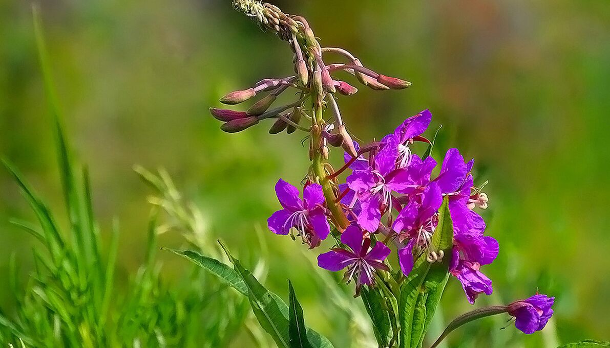 Fireweed στο RevitaProst